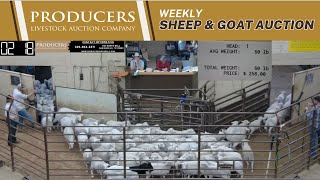 352024 Producers Livestock Auction Company Sheep amp Goat Auction [upl. by Ahseyn]