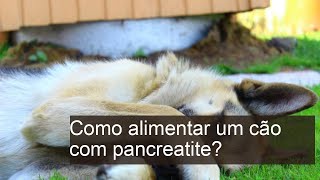 Como alimentar um CÃO com PANCREATITE [upl. by Lorne]