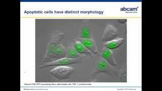 Understanding the pathways of necroptotic cell death [upl. by Wind491]