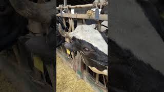 Dehorning cow farming milking veterinary cow [upl. by Ahsar]