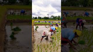 Bpt 5204paddy villagefarmerlife agriculture paddy musicgenre paddys musicsong [upl. by Atikim]