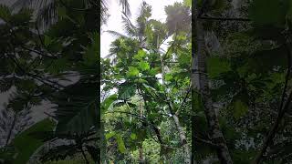 Breadfruit tree  Artocarpus altilis agriculture cultivation farmer [upl. by Abernathy]