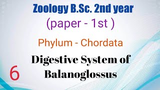 Digestive system of Balanoglossus BSc 2nd year [upl. by Marieann352]