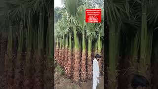 washingtonia Palm nursery palmplantation palmtree palmgarden palm nurseries [upl. by Loris]