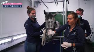 Behind the scenes at Rossdales Equine Hospital  Henry Cecil Open Weekend [upl. by Alael]