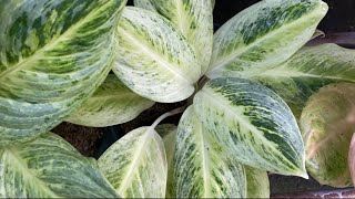 AGLAONEMA Plants [upl. by Anavrin836]