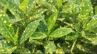 Propogating Crotons from Cuttings  Special Look at the Gold Dust Croton [upl. by Rika828]