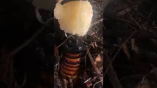 GIANT hissing roach eating bananabugs insects [upl. by Anial]