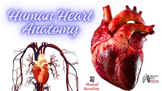 Human Heart Anatomy  Medical 3D Animation video Biology with Aliya [upl. by Christiano63]