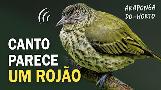 CANTO INTRIGANTE da ARAPONGADOHORTO e outras aves da Mata Atlântica  Passarinhando na floresta [upl. by Angadreme23]