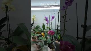 Cultivo de ORQUÍDEAS com luz artificial [upl. by Aikemet]