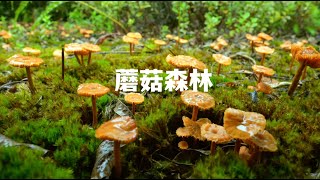 山雨过后，蘑菇开始冒头了，雨天采菌 沉浸式 采蘑菇 解压 助眠 红伞伞白杆杆 2 [upl. by Heiney984]