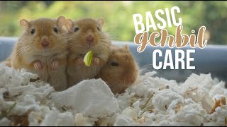 Basic Gerbil Care [upl. by Iatnahs242]