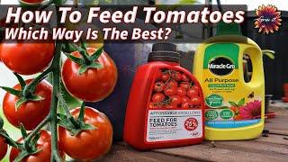 How to Fertilize Tomato Plants  Which Is Best [upl. by Trometer]