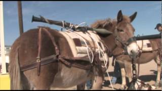 Smuggling Illegal Weapons Across the Border on Horseback [upl. by Blanca851]