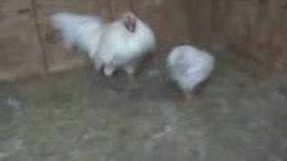 RARE WHITE HATCH gamefowl aka Avalanche Hatch as bred by K amp J farm [upl. by Airdnaid]