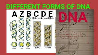 Different forms of DNA ABZCDE DNA [upl. by Novanod]