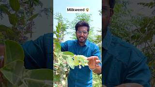 Milkweed 🪴in Nepal 🇳🇵  Agrotill  farming travel shorts business [upl. by Charlean]