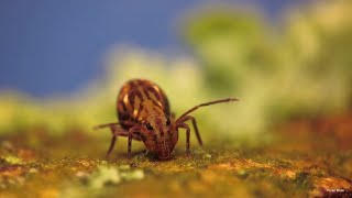 Globular Springtail Galore [upl. by Ky]