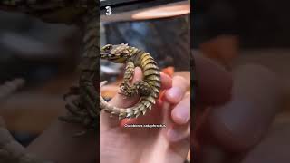 Les 5 lézards les plus cools du monde 🦎🤩 [upl. by Adams]