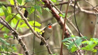 野鴝年輕公鳥或老成母鳥 鳴叫 20121120 Siberian Rubythroat sounding [upl. by Mairim]