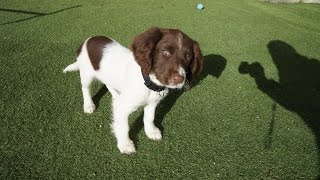 Duke 11 week old Springer Spaniel Training  SitStayLie downFetchCome [upl. by Rehpretsirhc]