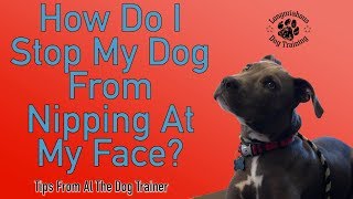 How To Stop Your Dog From Nipping At Your Face  Tips From Al The Dog Trainer [upl. by Narmi]