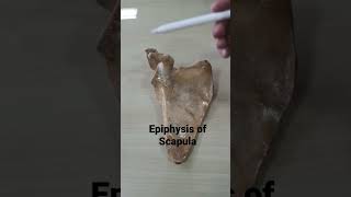 Epiphysis of Scapula [upl. by Ronna]