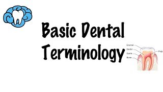 Basic Dental Terminology [upl. by Ayekram]