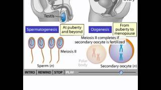 Gametogenesis animation [upl. by Dayle]