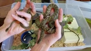 How to Care for EggEating Snakes [upl. by Anayhd]