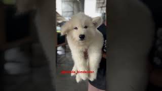 Sale Big Size Giant Alaskan Malamute All White [upl. by Meng906]