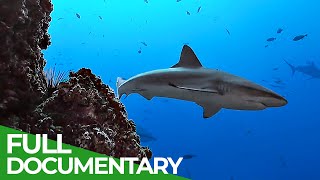 Underwater Volcanoes  Oases of the Sea  Free Documentary Nature [upl. by Hilton]