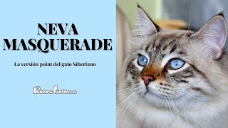 Gato Neva Masquerade 😻 Conócelo en detalles [upl. by Alberic]