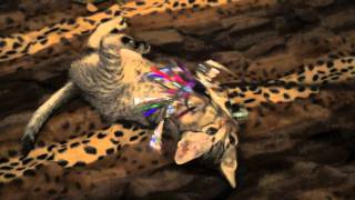 quotNylahquot Jesse amp Jeanas Savannah Kitten Playing with Brother [upl. by Leanora88]