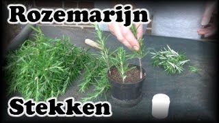 De Moestuin 41 Rozemarijn Stekken [upl. by Modnarb]