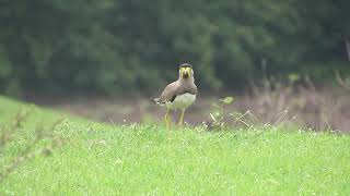 YellowWattled Lapwing [upl. by Demmy]