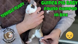 Heartbreaking Neglect Helpless Baby Guinea Pig Abandoned In A Box [upl. by Yetsirhc]