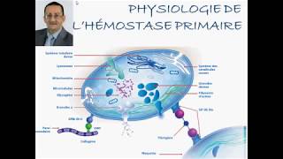 PHYSIOLOGIE DE HÉMOSTASE PRIMAIRE [upl. by Imis38]