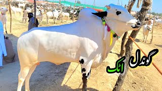 Gondal Mandi Attock  VIP Animals for Qurbani Eid 2024  Bakra Mandi 2024  Eid ul Adha 2024 [upl. by Ardnuasac105]