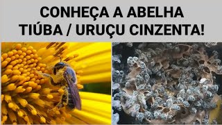 Conheça a abelha Tiúba Uruçú Cinzenta  Melipona fasciculata ABELHASNATIVAS ASF [upl. by Spieler]