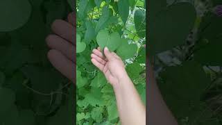 How to ID bindweed vs morning glory [upl. by Notsla191]