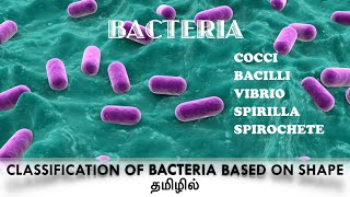 Classification of bacteria based on the shapecocci  Bacilli Vibrio Spirilla  Spirochaete Tamil [upl. by Shem]