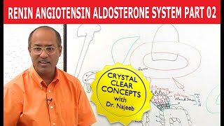 Renin Angiotensin Aldosterone System  RAAS Part 2👨‍⚕️ [upl. by Perron289]