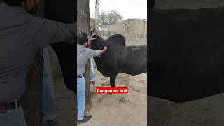 Dangerous bull  abscess drain abscess  cow disease cow doctorofveterinarymedicine animals [upl. by Cob135]