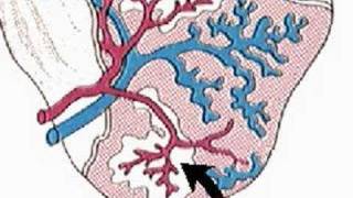 How the Body Works  The Spleen [upl. by Anaert]