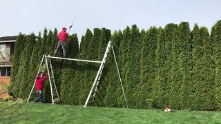 Trimming Emerald Green Arborvitae Hedge  Using Stihl Trimmers [upl. by Yssirhc]