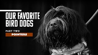 Our Favorite Bird Dogs Pt 2 — Pointers [upl. by Kati]