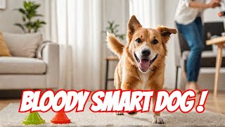 Teaching My Dog EPIC Tricks  Commands Easy amp Hilarious Tutorial  Dog Training  Funny Dog Video [upl. by Eckhardt]