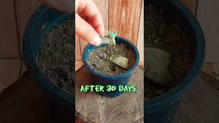 Propagation of Kalanchoe tomentosa “Panda Plant” from Leaves 30 Days Update propagation succulent [upl. by Eleanor455]